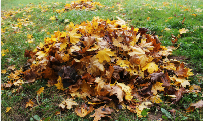 commercial-leaf-removal-services