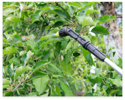 commercial-tree-and-shrub-insect-control