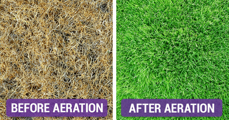 before and after aeration and seeding