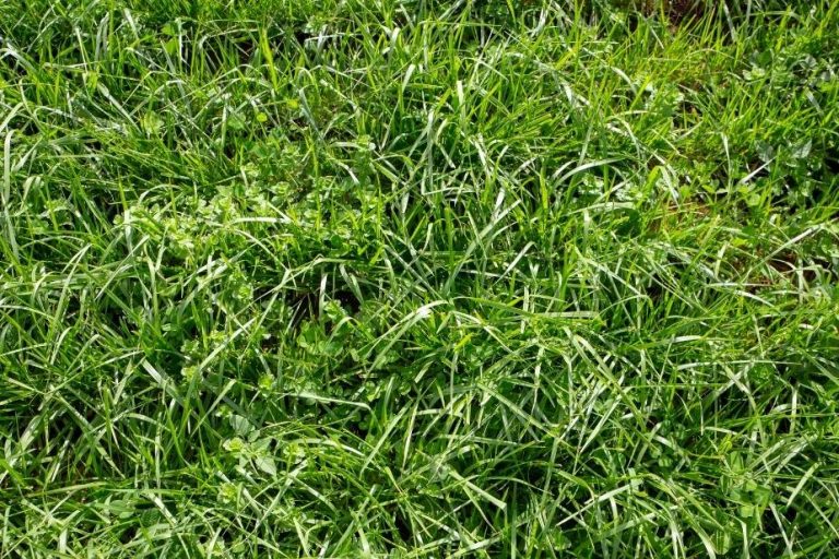 How To Fertilize Lawn In Fall - tall fescue grass